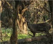 Two Leopards Spotted in Sukhna Wildlife Sanctuary During Survey