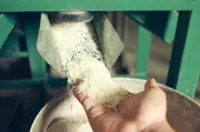 Two Taraori Rice Mills Found Short of Paddy Stock, FIRs Registered