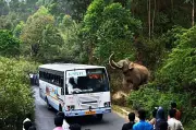 Uncontrolled Tourism, Illegal Constructions Fuel Human-Elephant Conflict in Kerala
