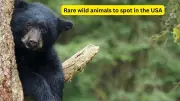 Unique Animal Hotspots in US National Parks for Wildlife Lovers