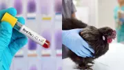 University of Nottingham to Test New H5N1 Bird Flu Vaccine in Major Trial