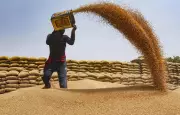 UP Cooperative Wheat Procurement Surges 35% in Rabi Season