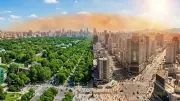 Urban Trees Cut Heat Gap by Half, But Can't Stop Global Warming Alone