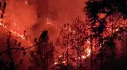 Uttarakhand Forest Fires: 373 Incidents Scorch 318 Hectares, FSI Issues 300 Alerts