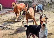 Vijayawada Intensifies Stray Dog Control After Supreme Court Directive