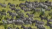 Viral Zebra Puzzle Challenges You to Spot Hidden Tiger in 10 Seconds