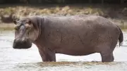 Whales Are Closest Living Relatives of Hippos, DNA Study Reveals