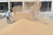 Wheat Fraud Surfaces in Karnal After Paddy Scam; 6 Arhtiyas Booked