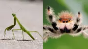 Which Female Species Kill the Male After Mating? Nature's Bizarre Behavior