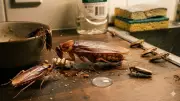 Why Cockroaches Have White Blood: A Biological Surprise