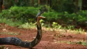 Why King Cobras Enter Human Spaces: The Real Reason Explained