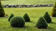 Why Small Evergreen Shrubs Need Space to Thrive in Your Garden