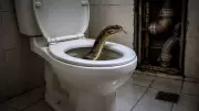 Why Snakes Appear in Toilets: Instinct, Pipes, and Urban Ecology Explained