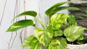Why Your Money Plant Leaves Are Turning Yellow and How to Fix It