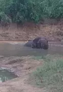 Wild Elephant Bathing in Pond Draws Motorists in Krishnagiri