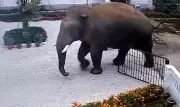 Wild Elephant Causes Panic in Karnataka Village, CCTV Footage Goes Viral