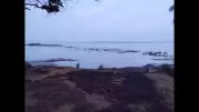 Windowpane oyster resurgence in Goa bay sparks harvest concerns