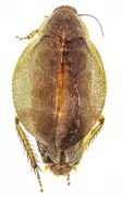 ZSI Creates India's First DNA Barcode Library for Cockroaches, Reveals Hidden Diversity