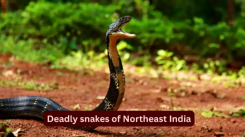 10 Deadly Snakes in Northeast India: Travel Safety Guide