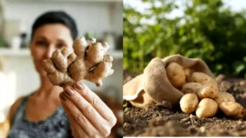 10 Kitchen Wastes That Can Regrow Into Fresh Produce Easily