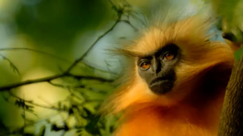 10 Monkey Species Found in India and Where to Spot Them in Forests