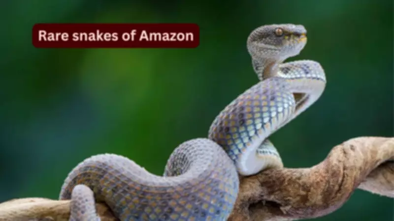 10 Rare Amazon Rainforest Snakes and Travel Safety Tips