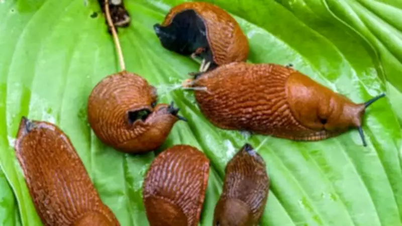 10 Simple Ways to Protect Your Garden from Slugs Effectively