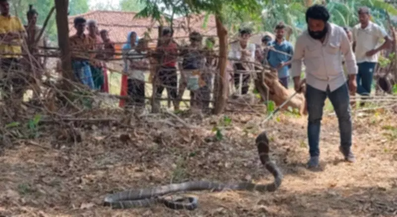 11-foot king cobra rescued from house in Chhattisgarh's Korba district