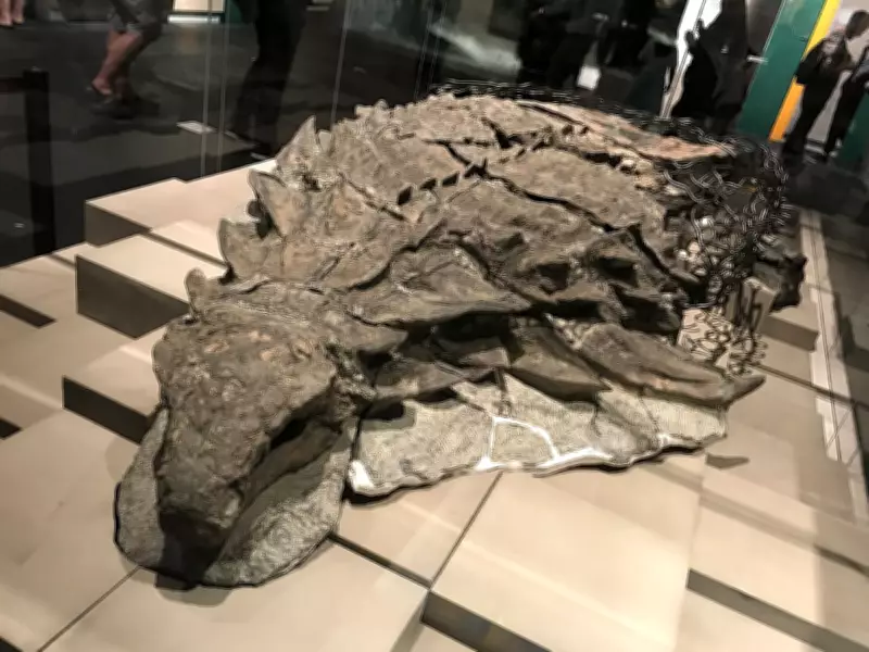110-Million-Year-Old Armored Dinosaur Fossil Found by Accident in Canada