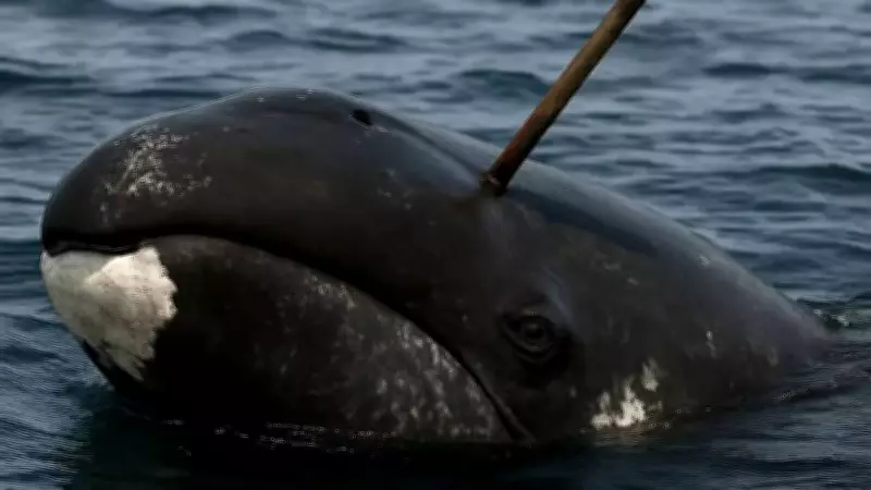 115-Year-Old Bowhead Whale Found with 19th-Century Harpoon Fragment in Alaska