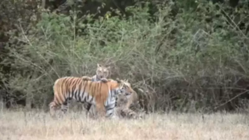 24 MP Wildlife Sanctuaries Stuck in Legal Limbo for Decades