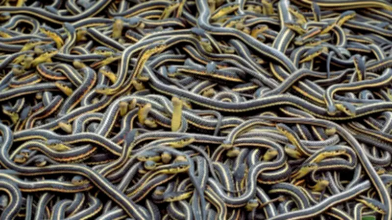 27 Snake Hatchlings Rescued from Water Tank in Haridwar Village