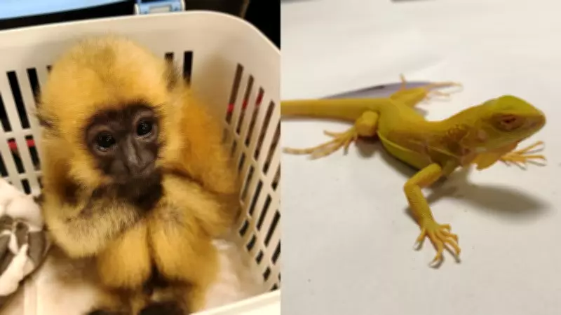 29 Exotic Animals Found Hidden in Passenger's Luggage at Mumbai Airport