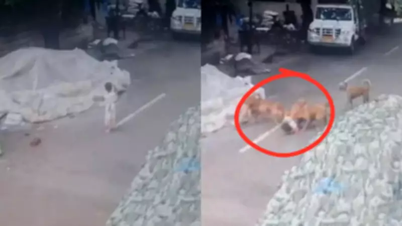 4-Year-Old Girl Mauled by Stray Dogs in Bengaluru, Outrage Erupts