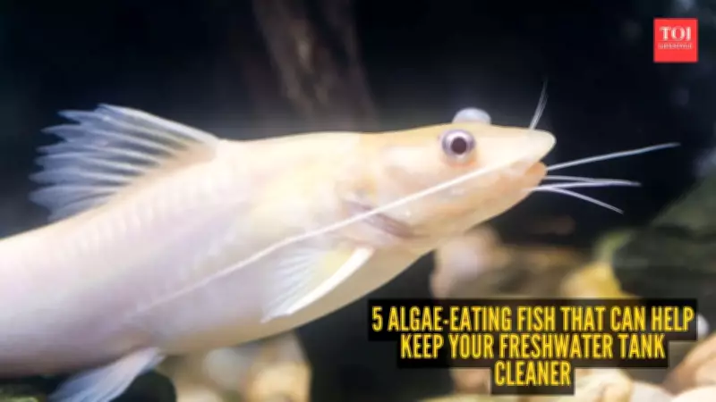5 Algae-Eating Fish to Keep Your Freshwater Tank Clean Naturally