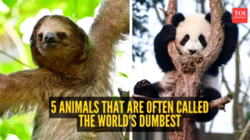 5 Animals Often Called the World's Dumbest: Turkeys, Pandas, and More