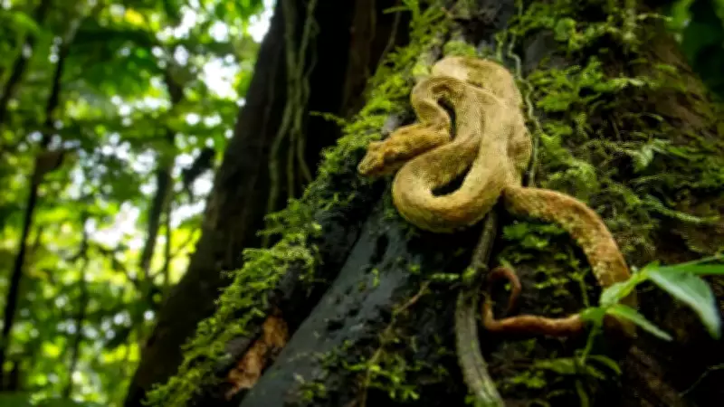 5 Deadliest Jungle Snakes That Make Dense Forests So Dangerous