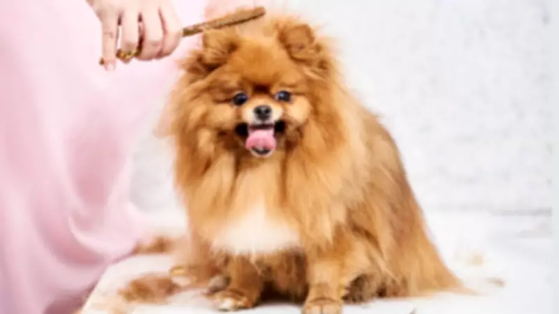 5 Essential Summer Grooming Tips to Keep Your Pet Healthy and Happy