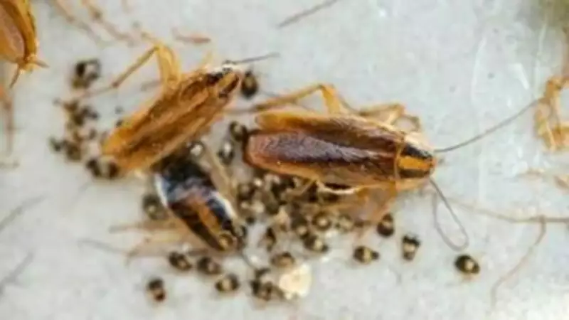 5 Hidden Signs of Cockroach Infestation You Might Be Missing