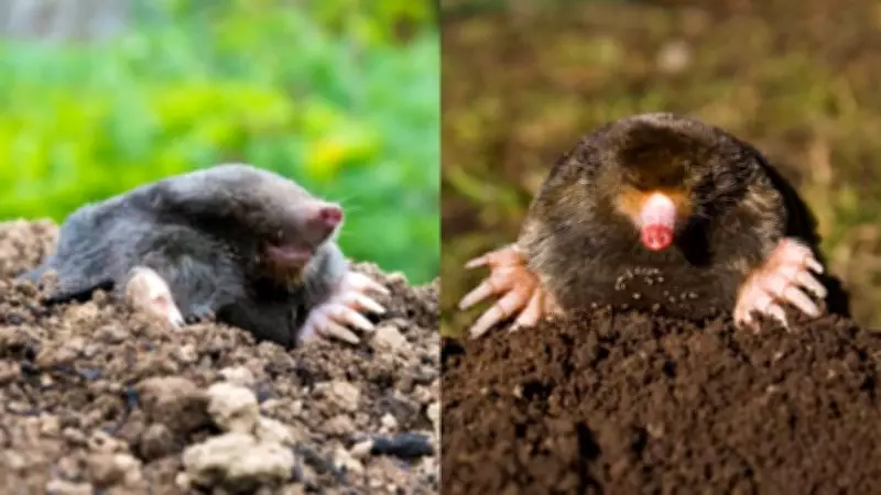 5 Humane Ways to Deter Moles from Your Garden Effectively