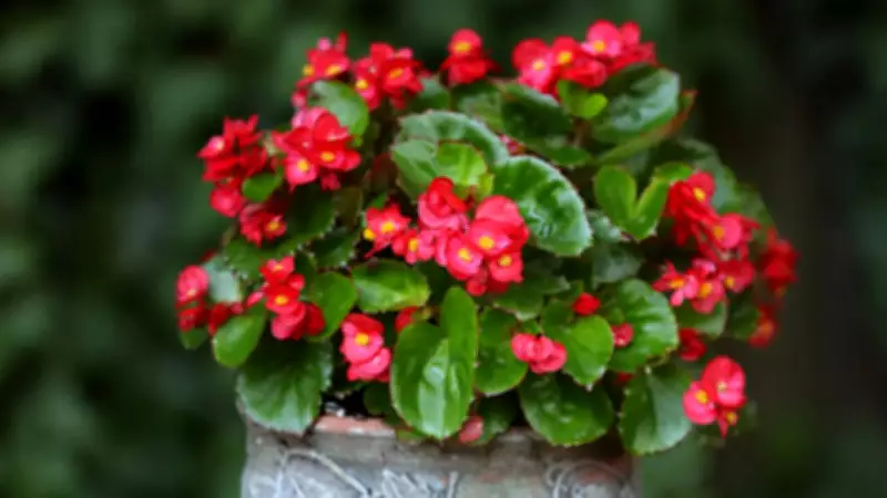 5 Low-Light Flowering Plants That Bloom Beautifully Without Sunlight