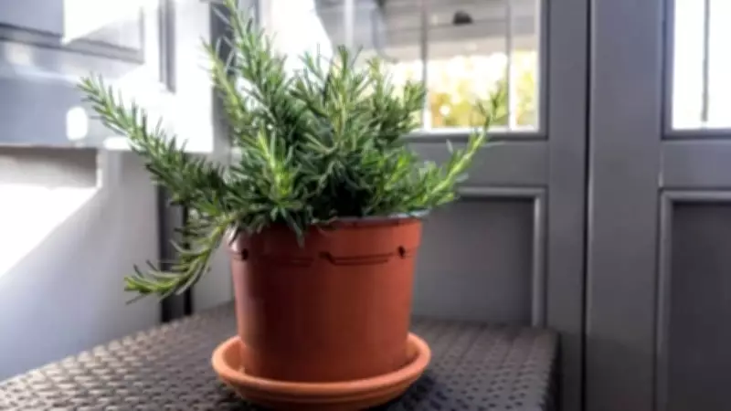 5 Medicinal Herbs You Can Easily Grow in Your Balcony Garden