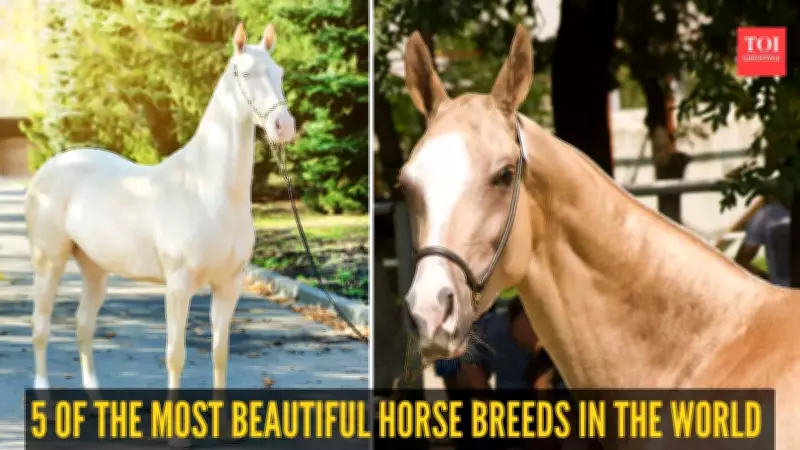 5 Most Beautiful Horse Breeds in the World: Akhal-Teke, Friesian, Arabian, Gypsy Vanner, Andalusian