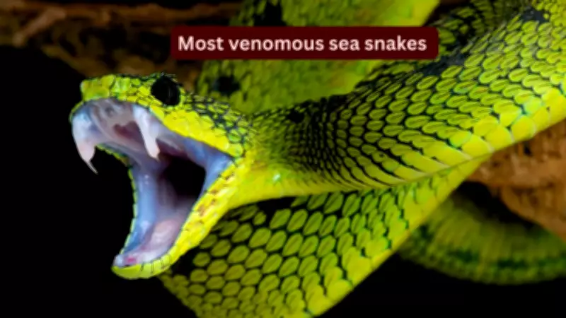 5 Most Venomous Sea Snakes Travelers Should Know About