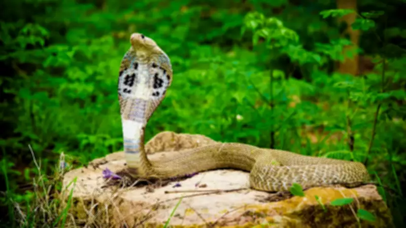 5 Snake Species in India That Every Wildlife Photographer Dreams of Capturing
