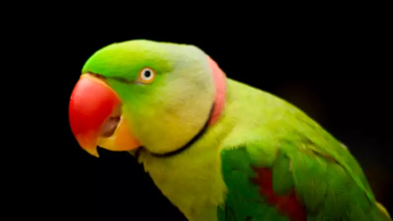 5 Stunning Indian Parrot Species Still Found in the Wild