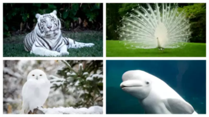 5 Stunning White Animals You Probably Didn't Know About