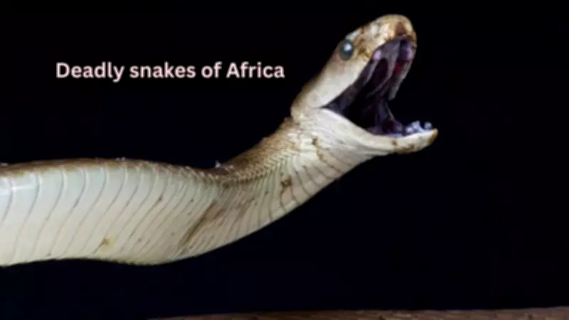 5 Venomous Snakes Exclusive to Africa and Where to Find Them