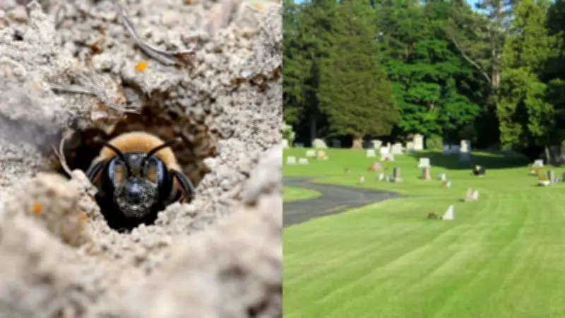 5.5 Million Mining Bees Discovered Beneath New York Cemetery