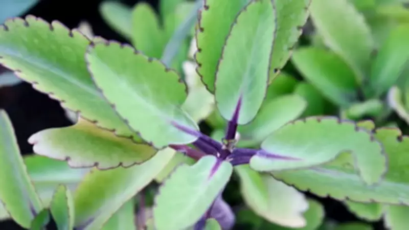 6 Amazing Plants That Grow from a Single Leaf: Easy Propagation Guide